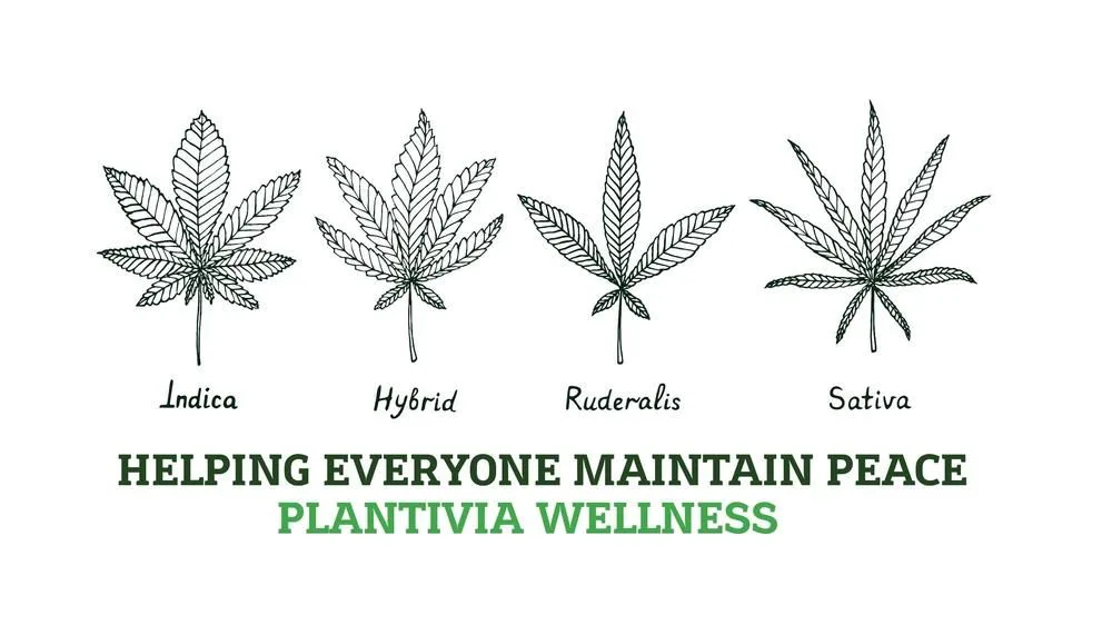 Illustrated cannabis plant guide labeled Indica, Hybrid, Ruderalis, and Sativa with Plantivia Wellness peace message